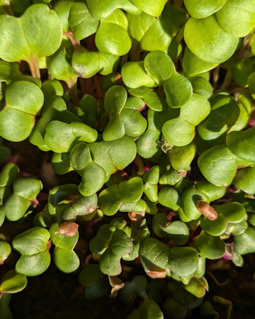 Microgreens Radish